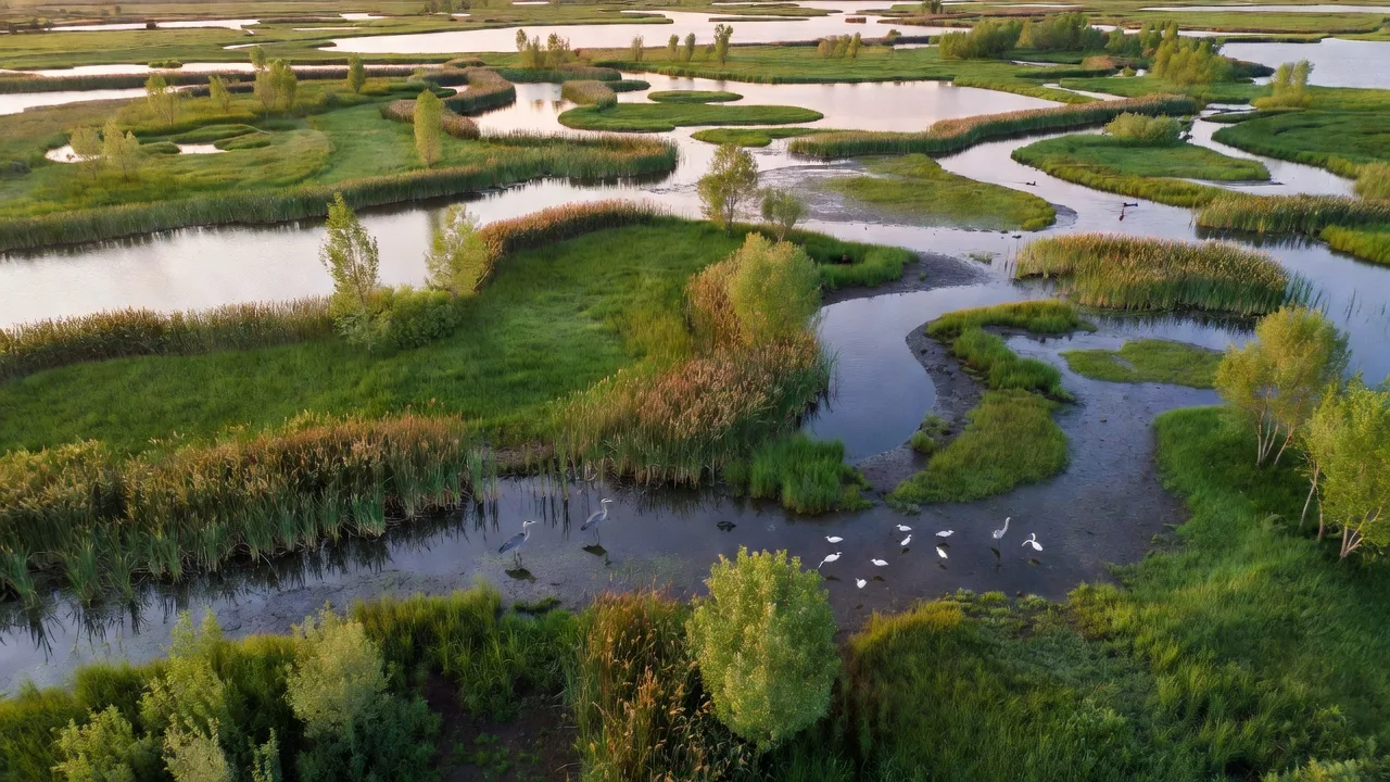 水路と草地が入り組む湿地を上空から見た景観と水鳥